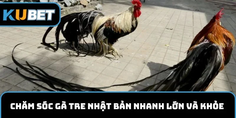Chăm sóc gà tre Nhật Bản giúp nhanh lớn và khỏe mạnh