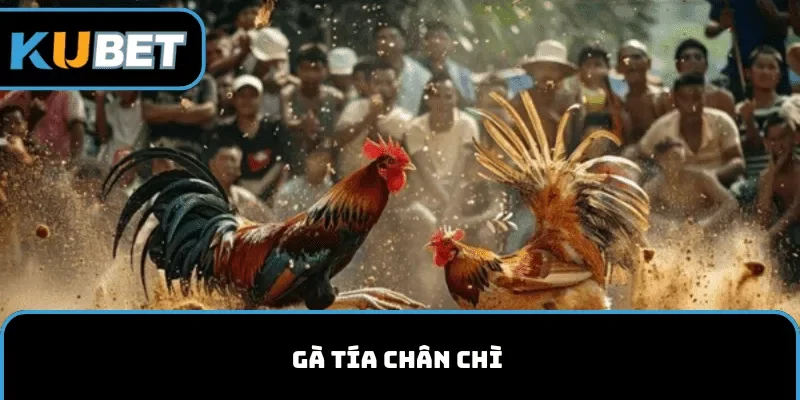 Chân gà tía có màu gì? Đó là gà tía chân chì