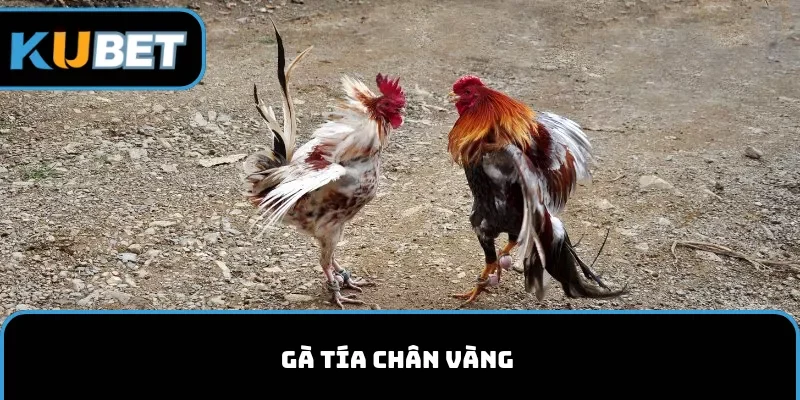 Chân gà tía là màu gì? Đó là chân màu vàng