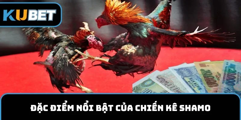 Đặc điểm nổi bật của chiến kê Shamo