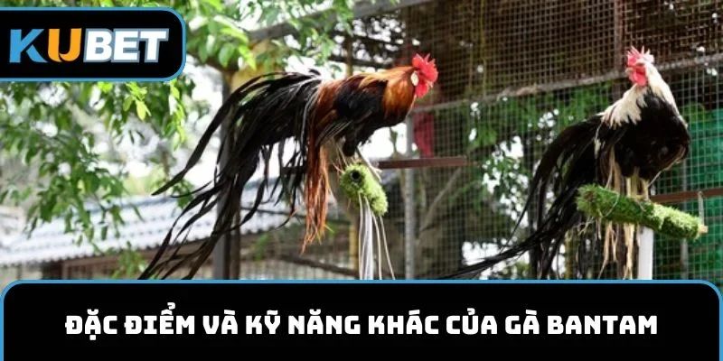 Đặc điểm và kỹ năng khác của gà Bantam