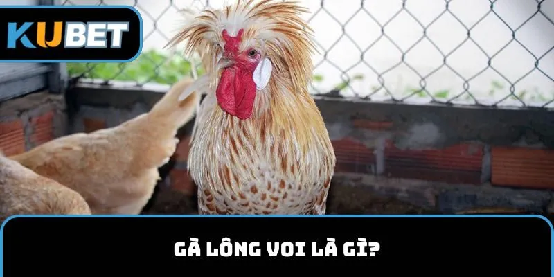 Gà lông voi là gì?