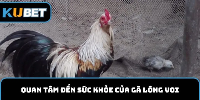 Quan tâm đến sức khỏe của gà lông voi