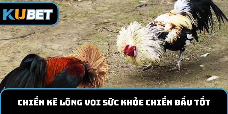 Chiến kê lông voi sức khỏe chiến đấu cực kỳ tốt