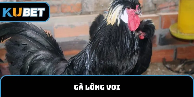 gà lông voi