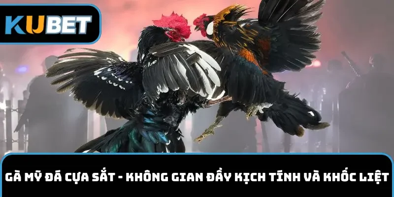 Gà mỹ đá cựa sắt kubet11