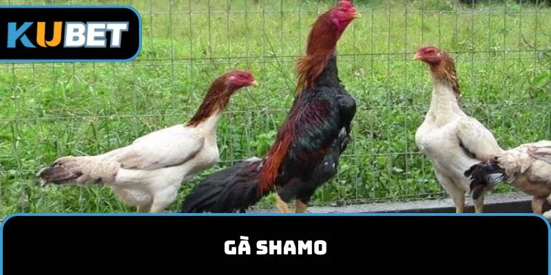 Gà Shamo kubet11
