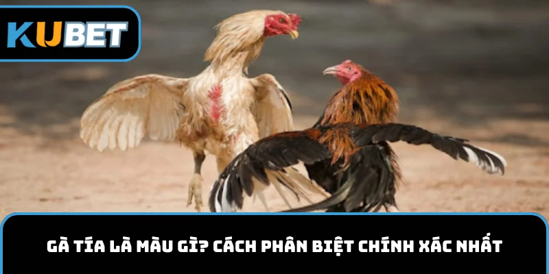 Gà tía là màu gì kubet11