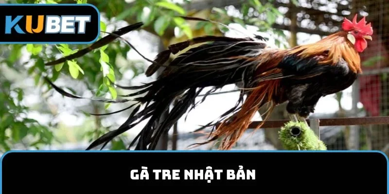 Gà Tre Nhật Bản kubet11