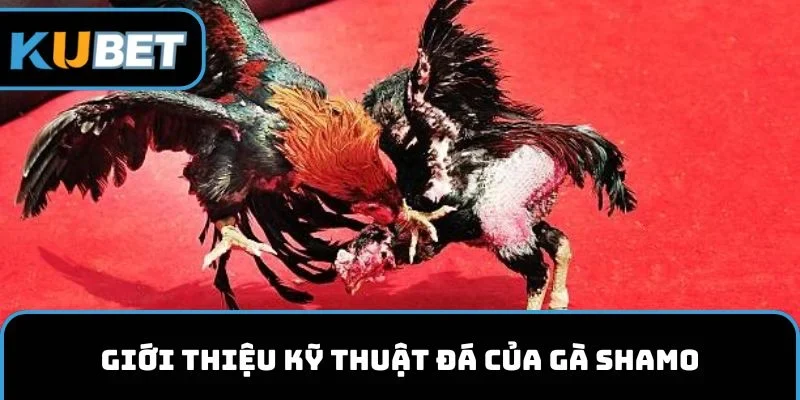 Giới thiệu kỹ thuật đá của gà chọi Shamo