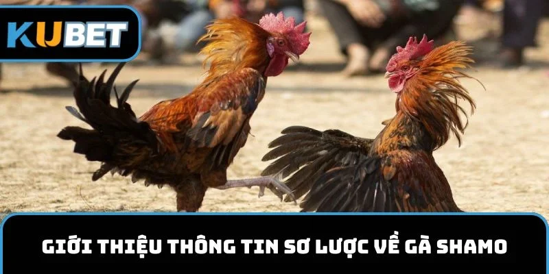 Giới thiệu thông tin sơ lược về gà Shamo