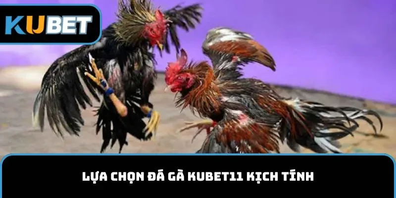 Lựa chọn đá gà KUBET11 kịch tính