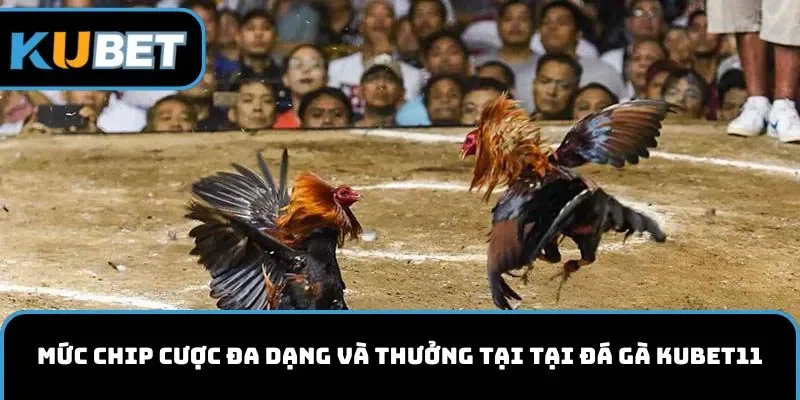 Mức chip cược đa dạng và thưởng tại tại đá gà KUBET11