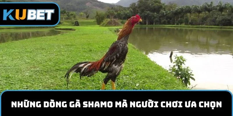 Những dòng gà Shamo mà người chơi ưa chọn