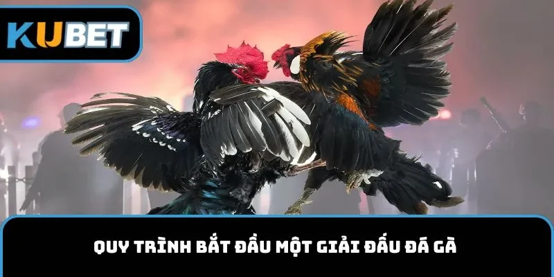 Quy trình bắt đầu một giải đấu đá gà 