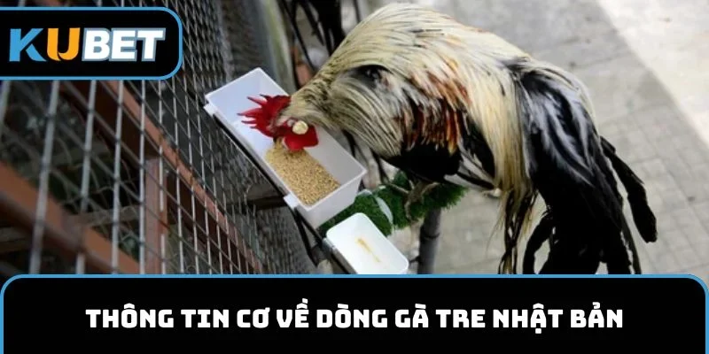 Thông tin cơ về dòng gà tre Nhật Bản